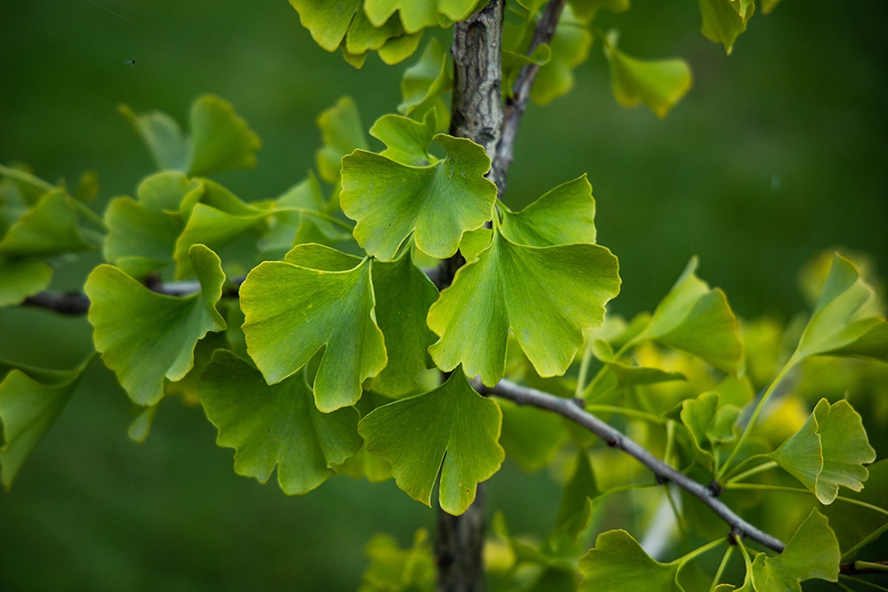 Gingko Biloba